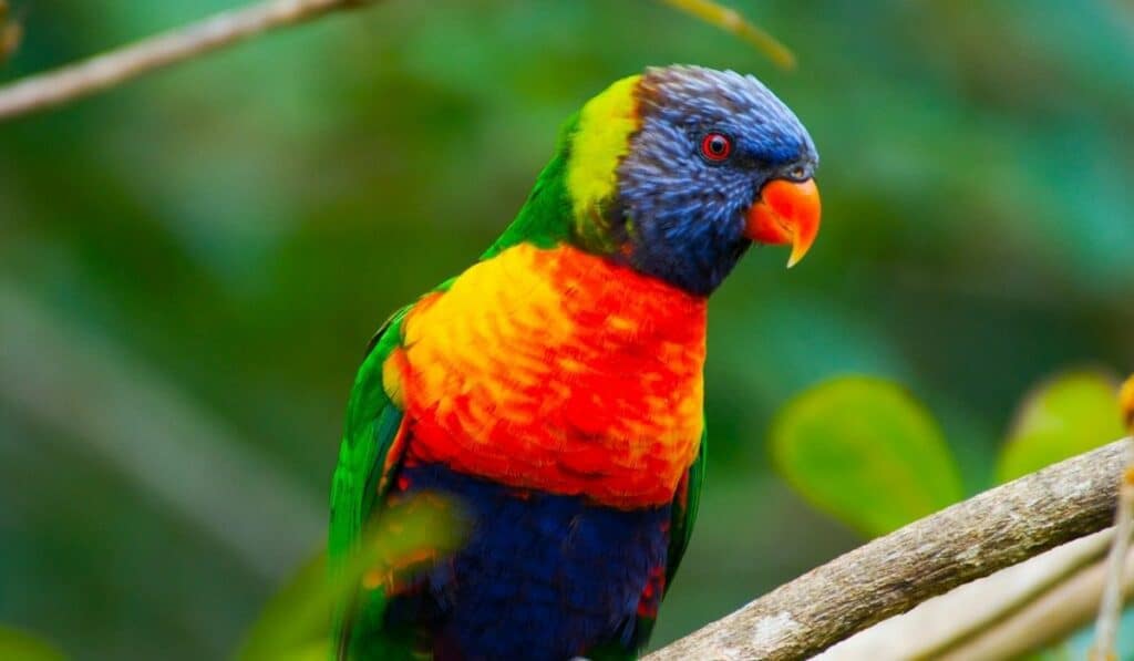 Rainbow Lorikeet