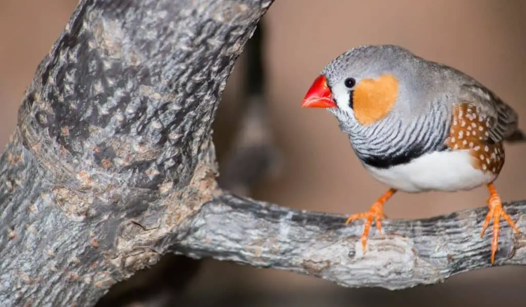 zebra finch