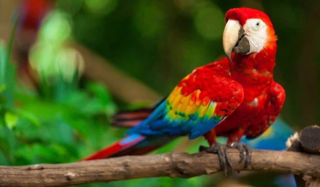 Scarlet Macaw