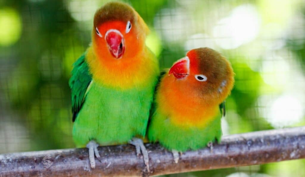 green lovebirds