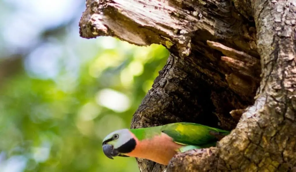 parakeet in a nest