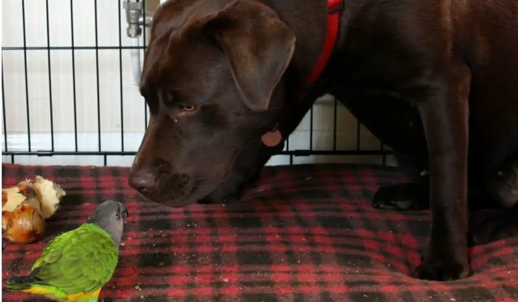 Introducing a parrot to a dog