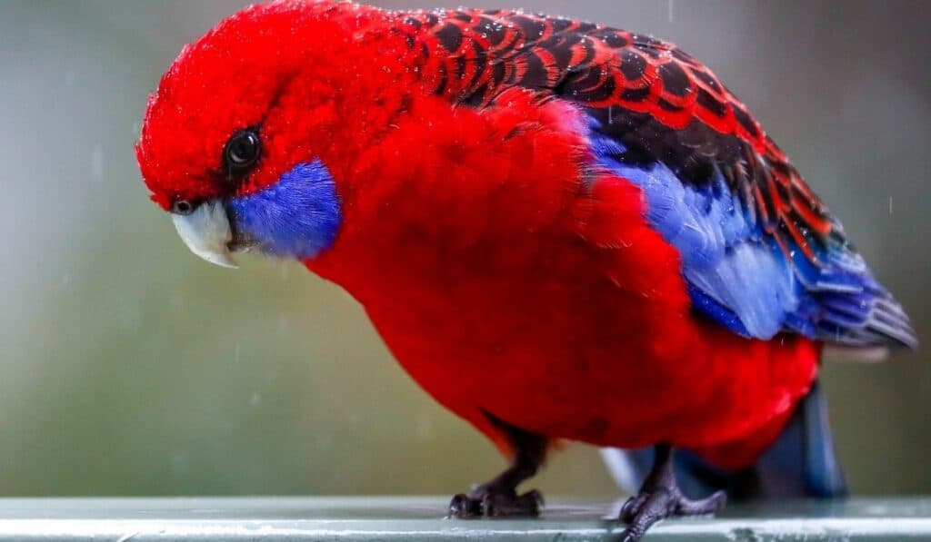 Crimson Rosella