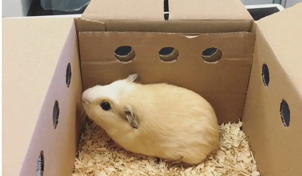 guinea pig in a box