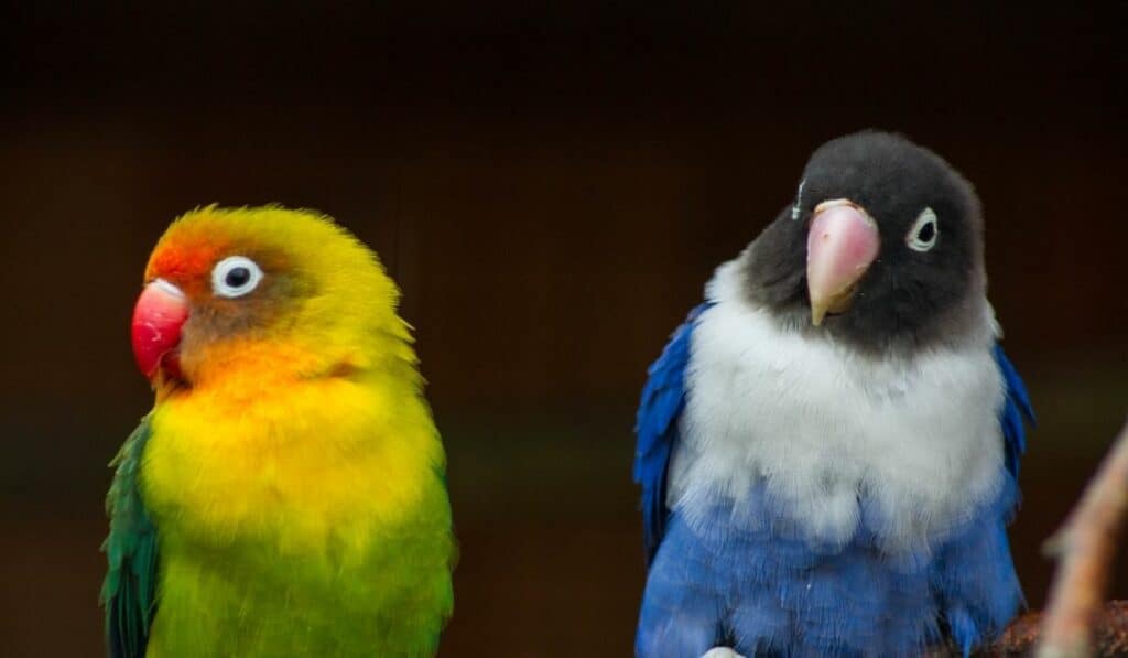 Lovebird Lifespan How Long Do Lovebirds Live Hutch And Cage