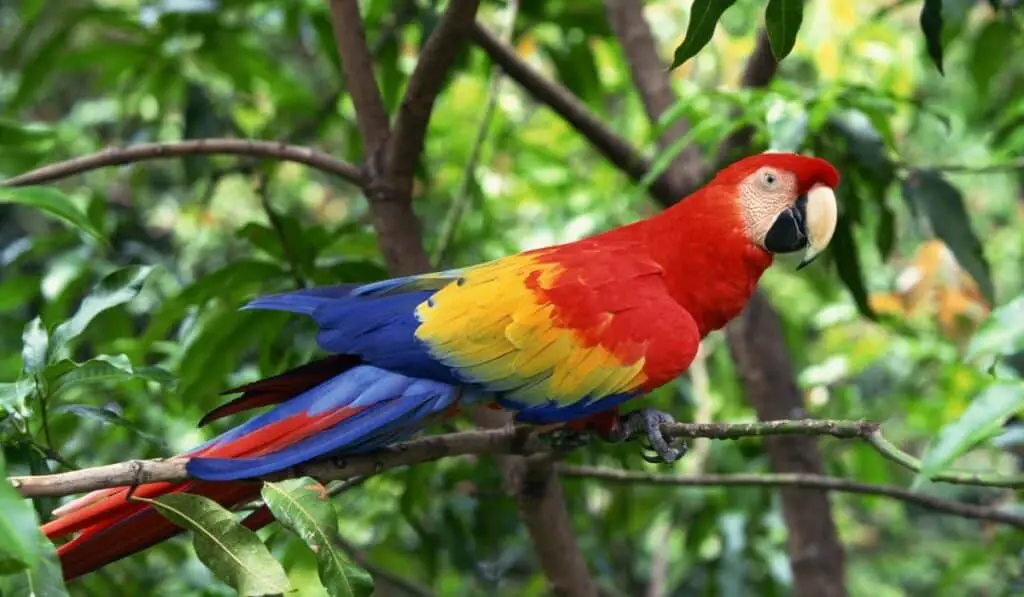 Scarlet Macaw