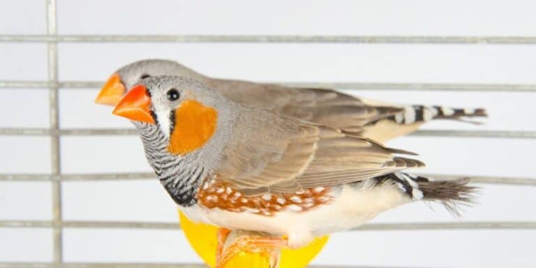 How Long Do Zebra Finches Live in Captivity? | Hutch and Cage