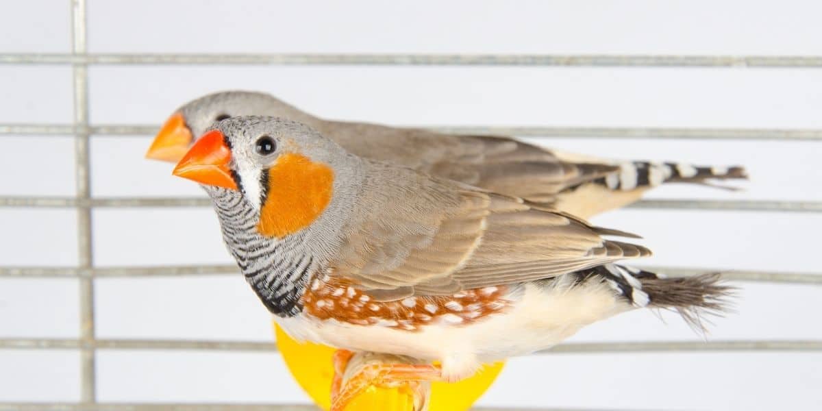 zebra finch bird cage