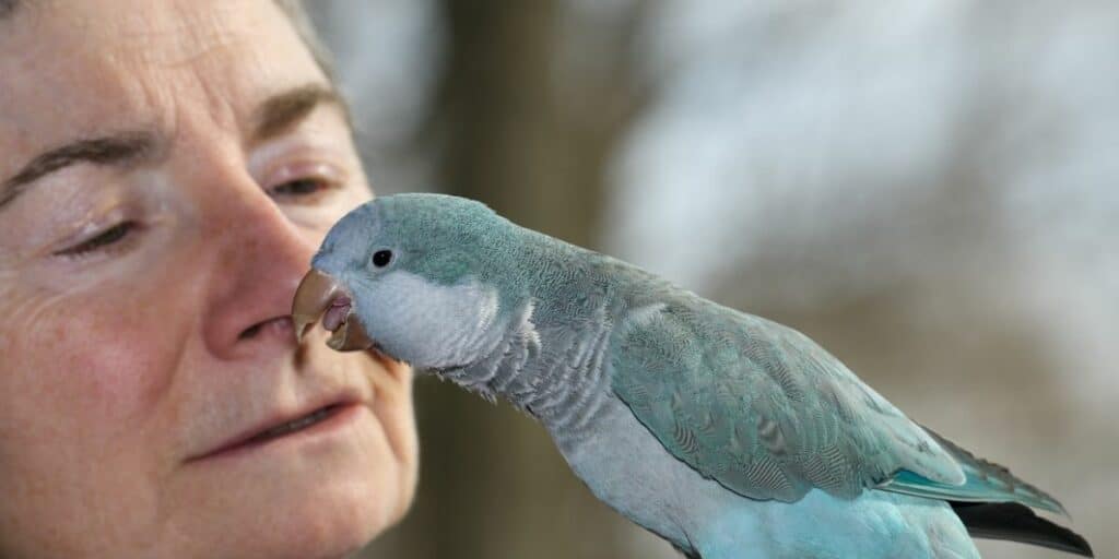 owner bonding with her parrot