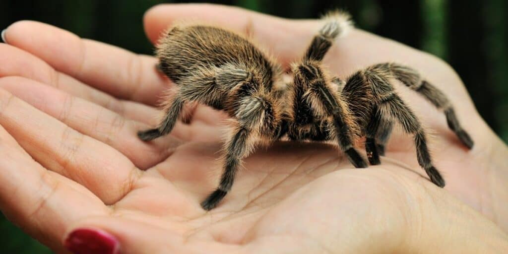 holding a tarantula