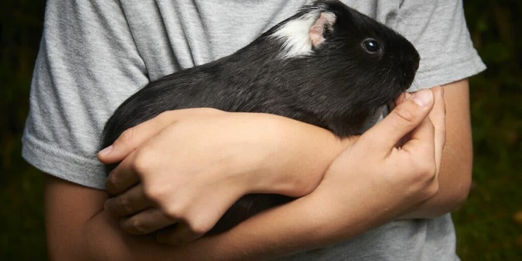 depressed man holding a guinea pig