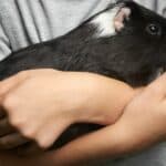 depressed man holding a guinea pig