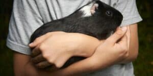 depressed man holding a guinea pig