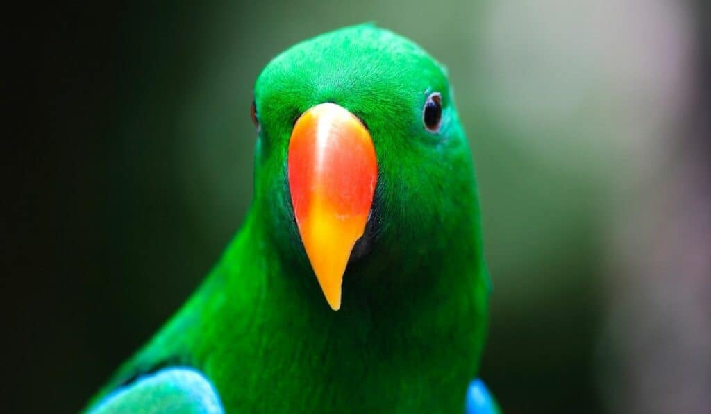 male electus parrot