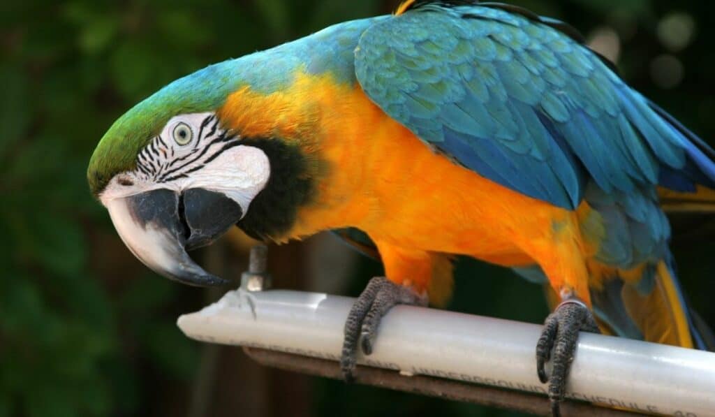 Blue and Gold Macaw