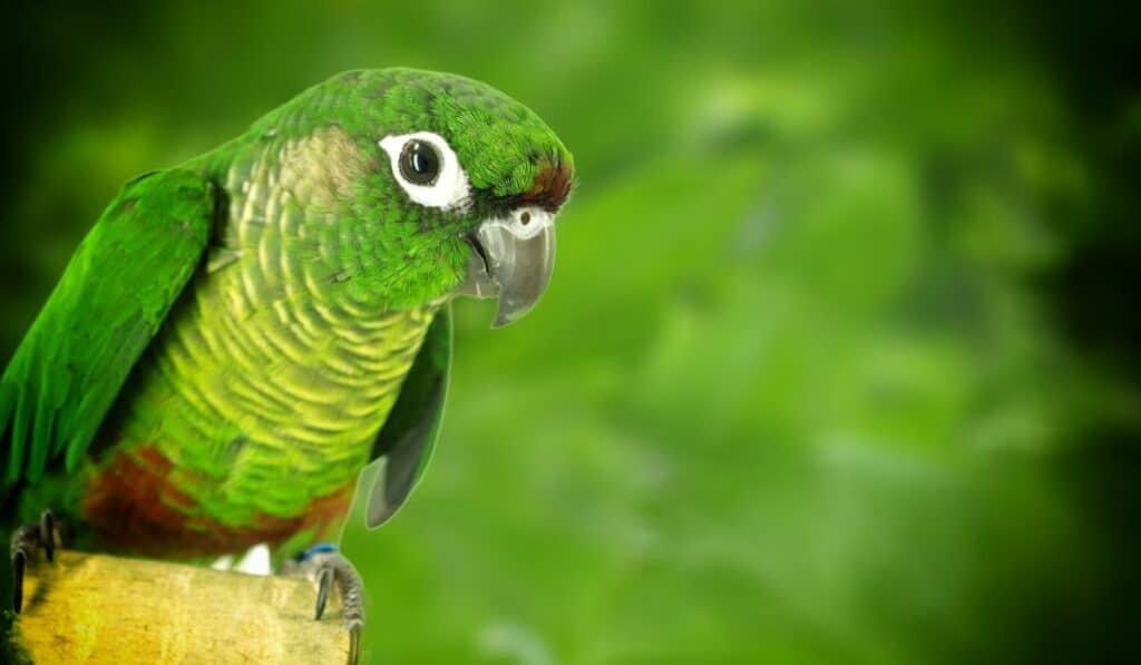 Groene Conure