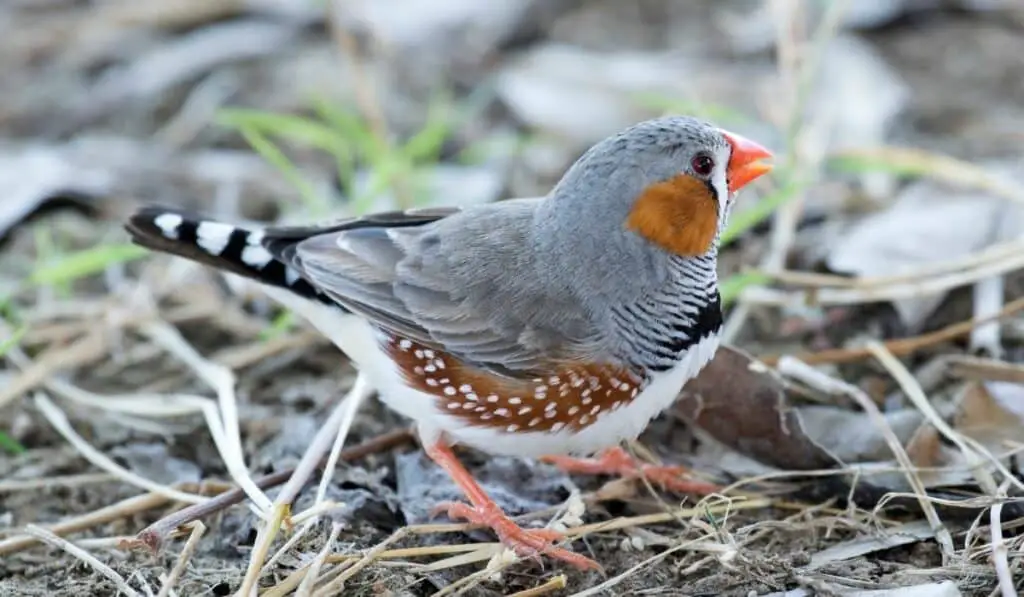 zebra finch