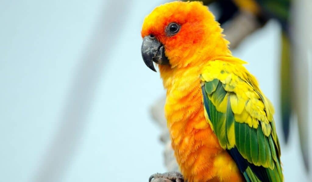 Sun conure