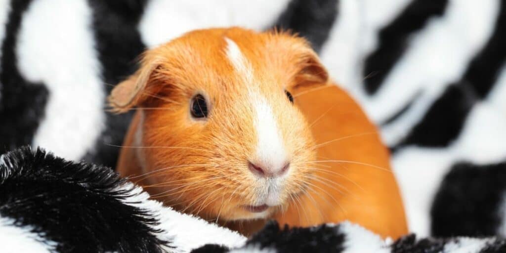 GUINEA PIG ON A FLEECE