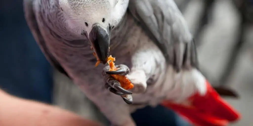 Can Parrots Eat Meat