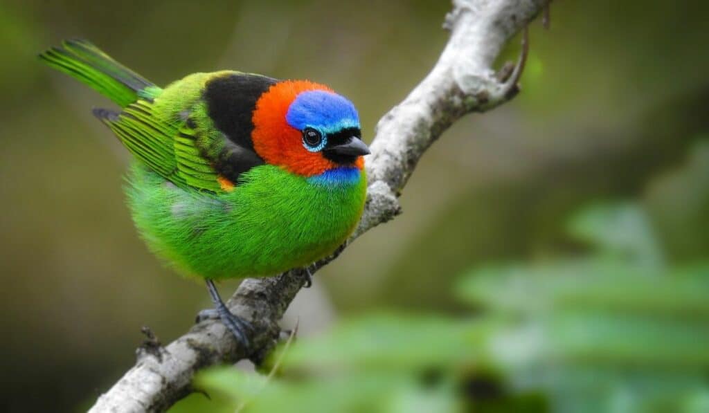 Red-necked Tanager