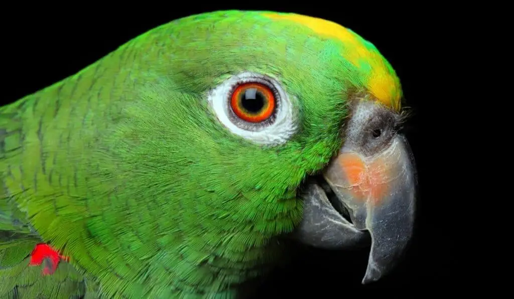 amazon parrot