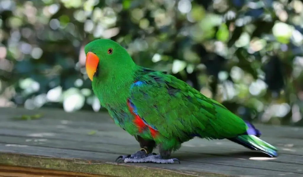 Eclectus