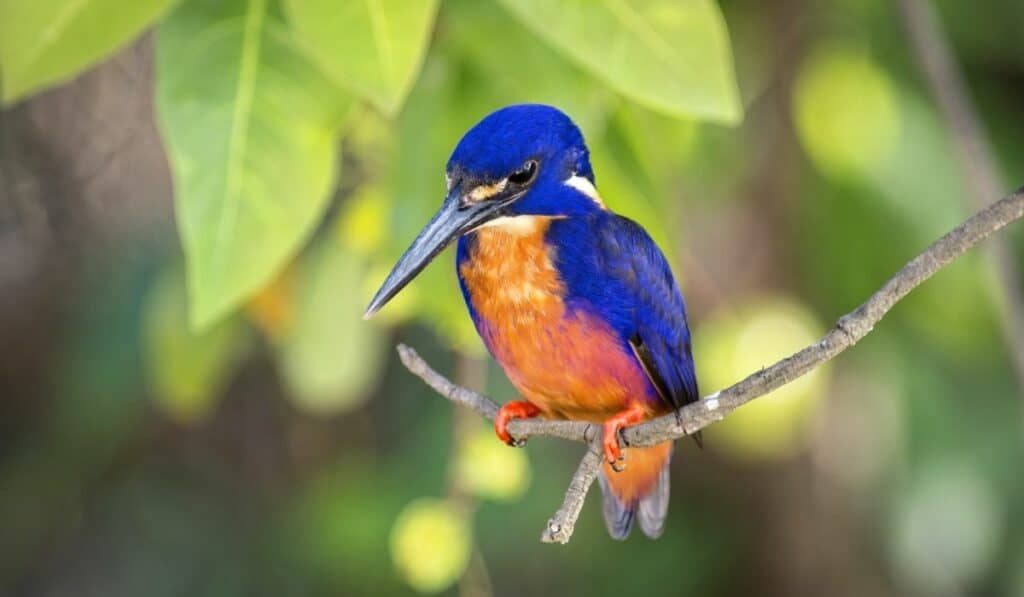 Azure Kingfisher