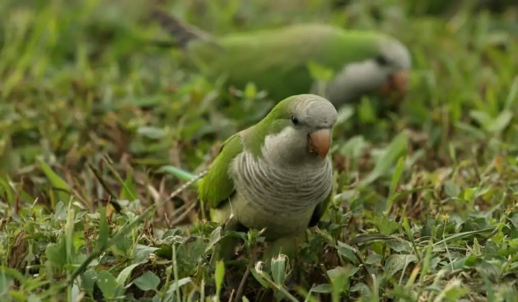 quaker papegaai