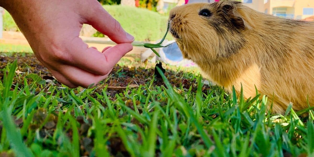 guinea pig eating grass