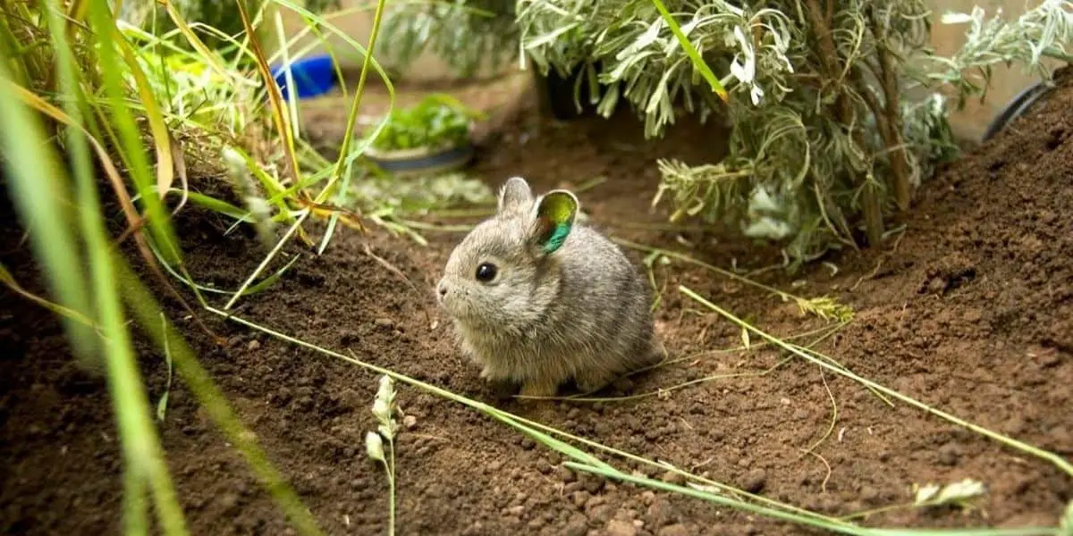 The Smallest Rabbit in the World (Columbia Basin Pygmy)