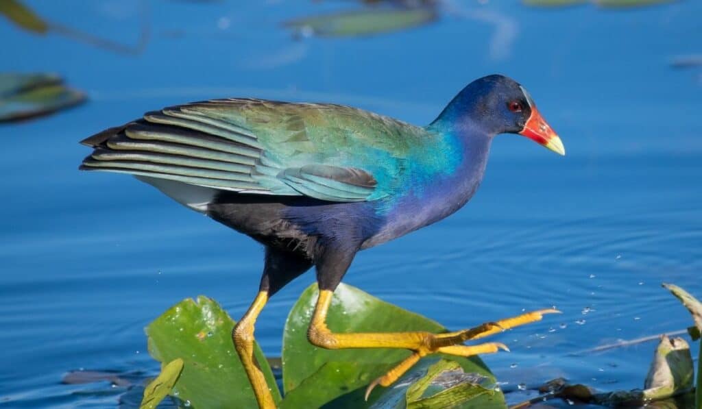 Purple Gallinule