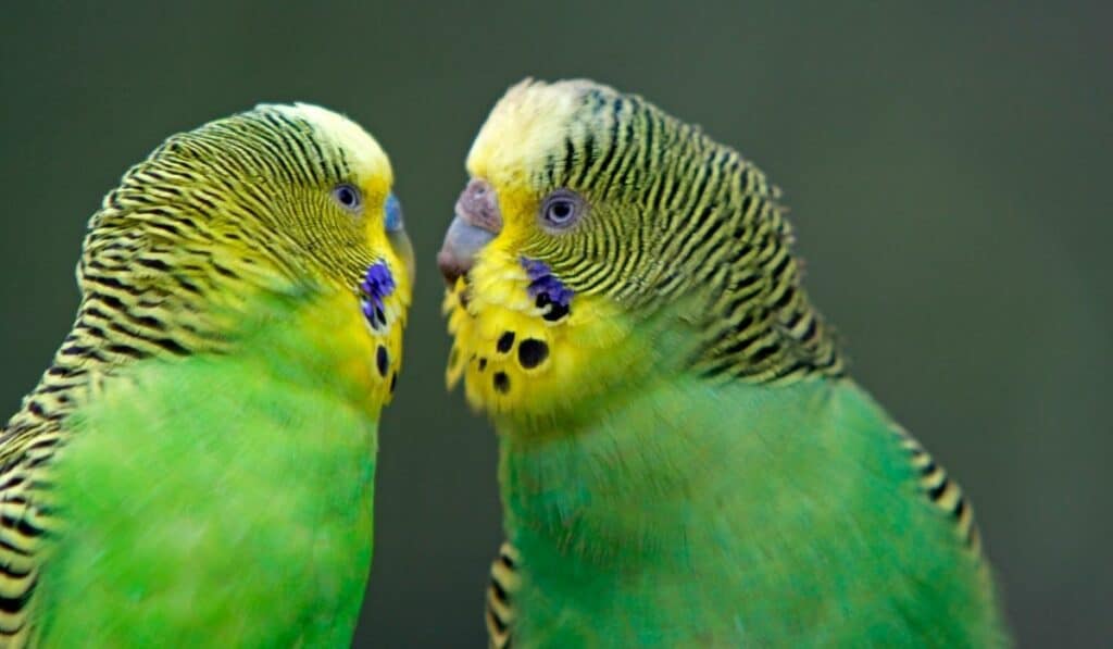 green budgies