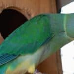 parakeet in a nest box