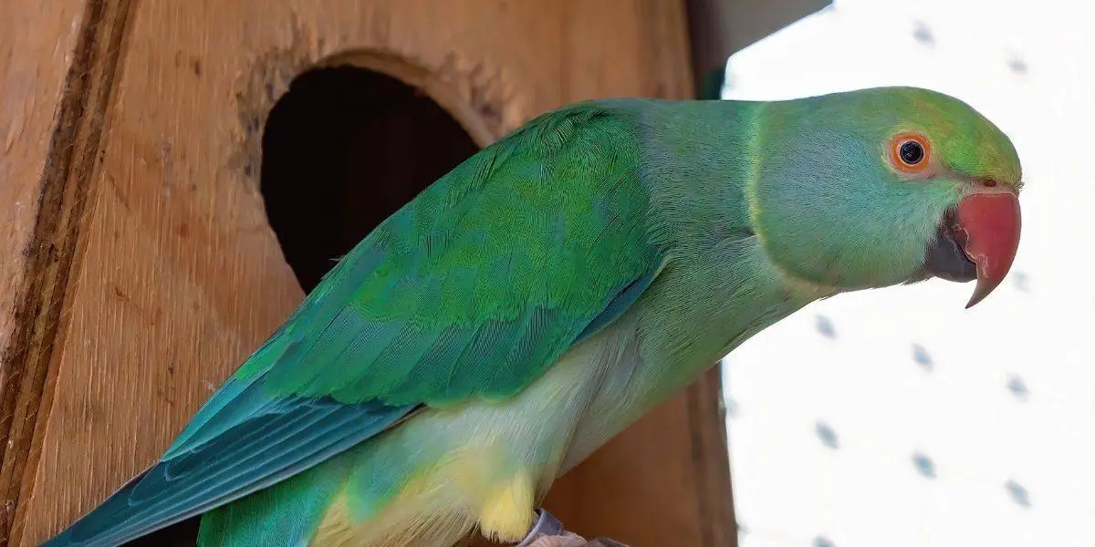 parakeet in a nest box