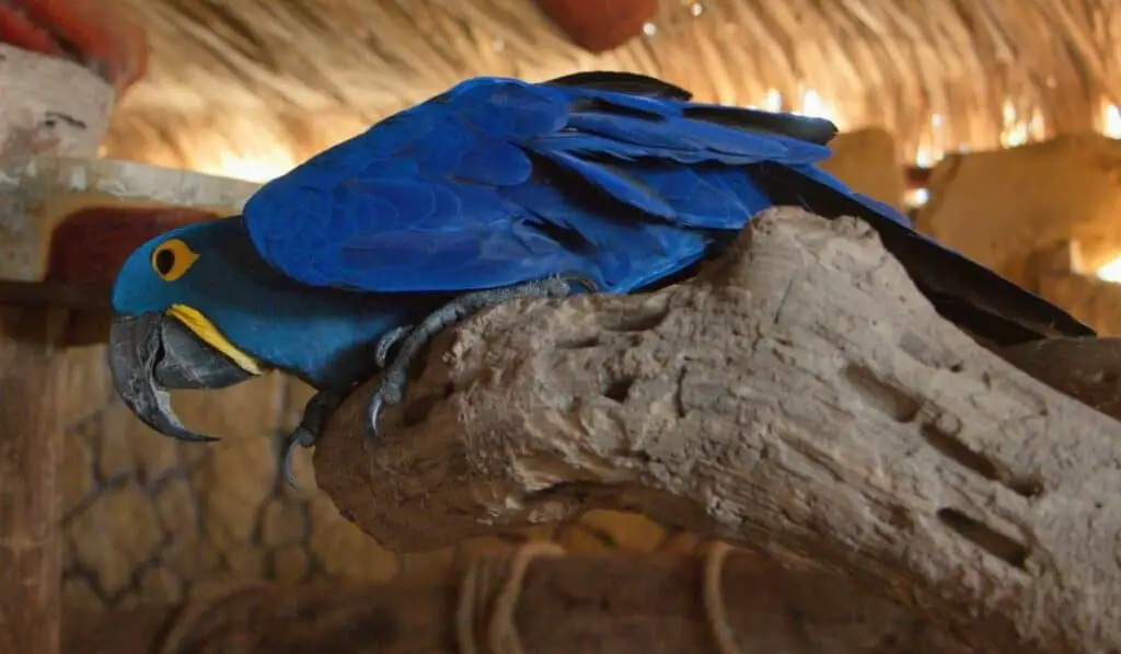 Hyacinth macaw