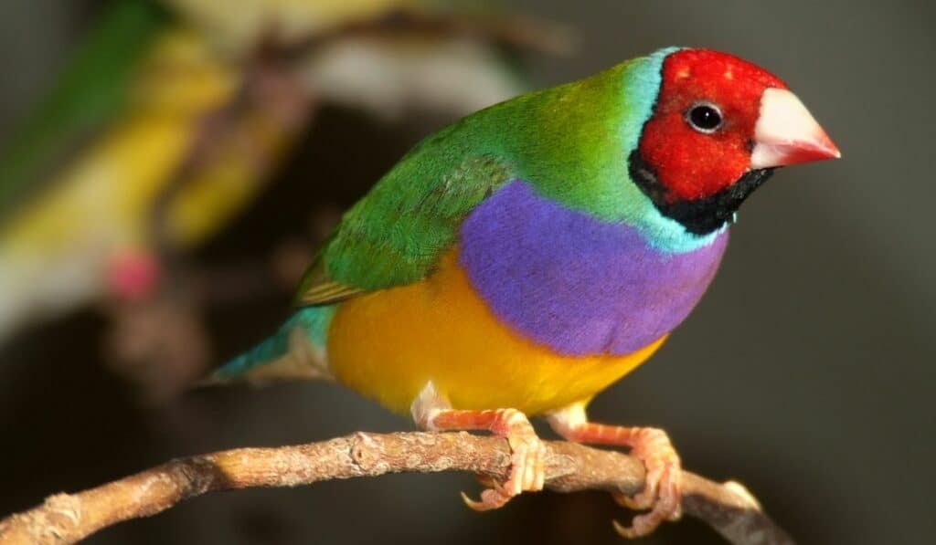 Gouldian Finch