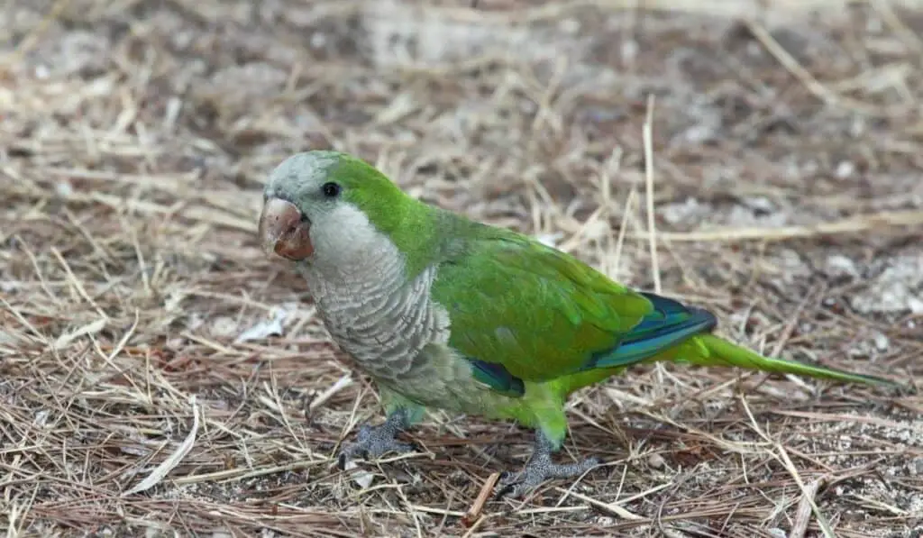 monk parrot