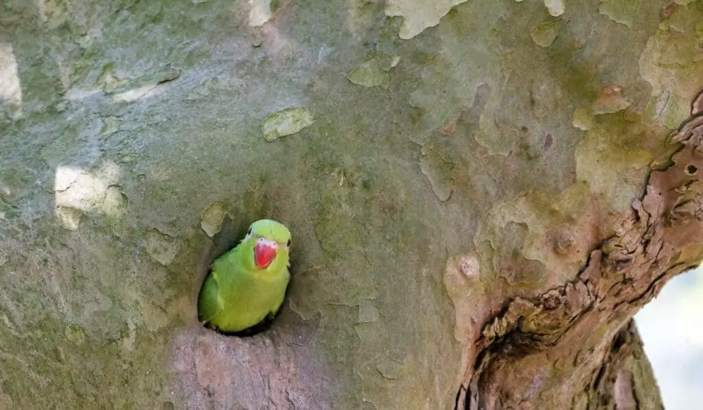 wild parakeet nesting