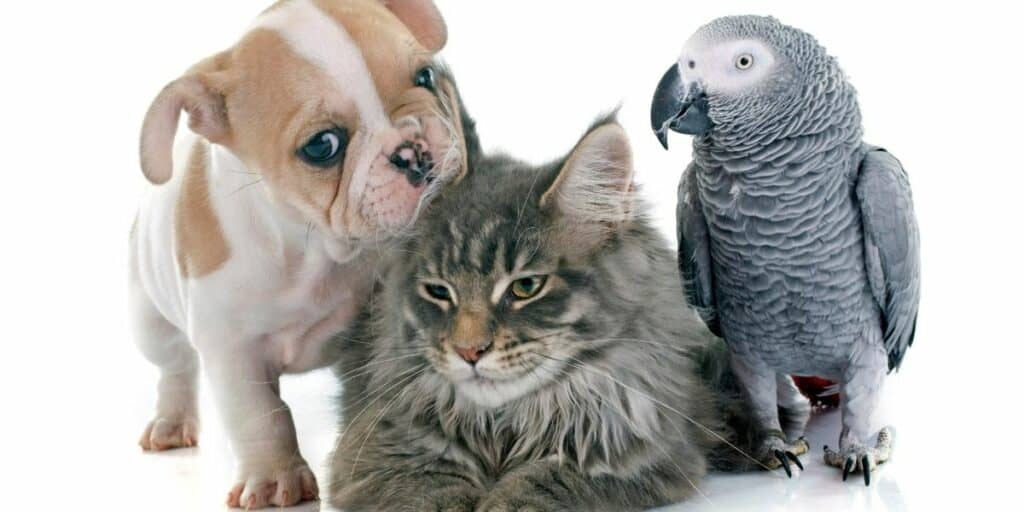 cat,dog and parrot