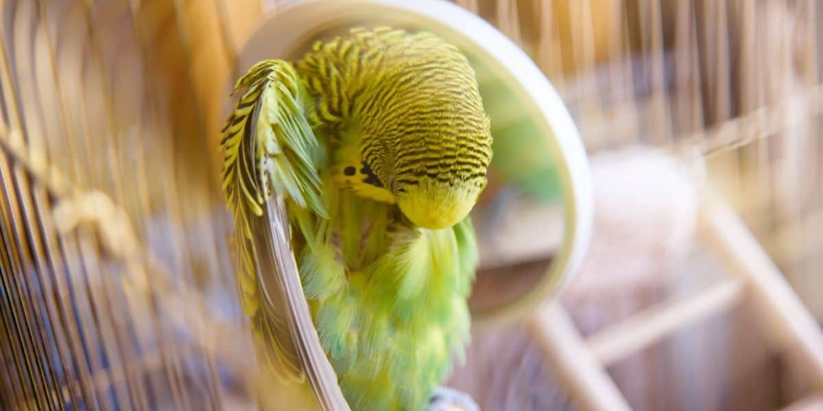 How often do Budgies Molt? (Why & for How Long)