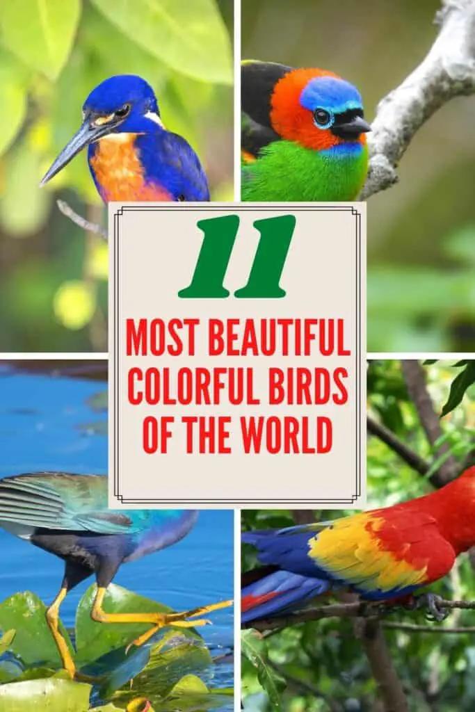 Most Beautiful Colorful Birds of the World