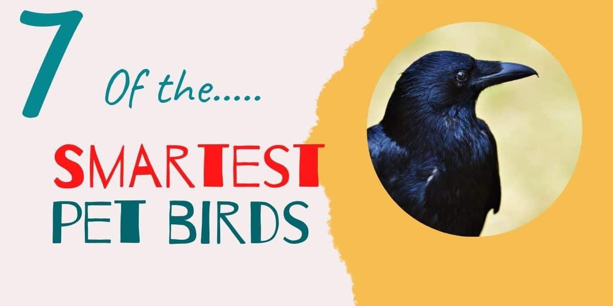 Smartest Pet Birds | Top 7 Most Intelligent Birds
