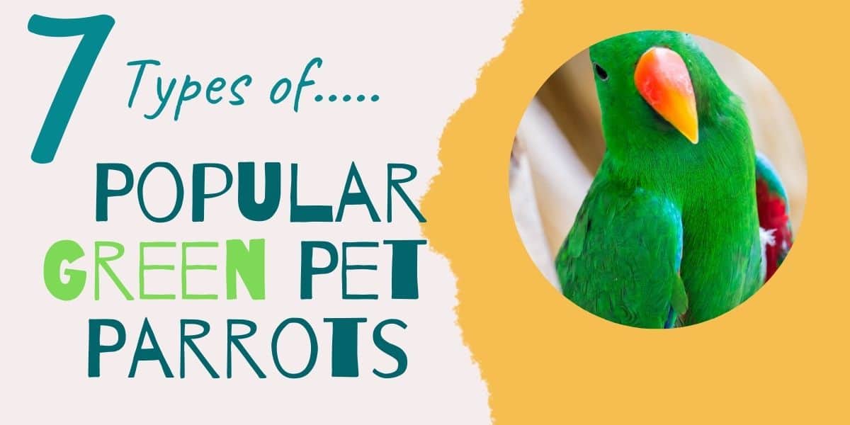 Types of Green Parrots & Birds ( 7 Popular Green Pet Birds )