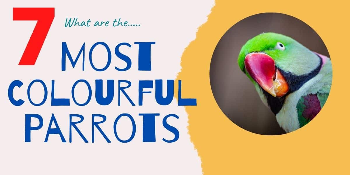 Colorful Parrot Species | 7 Most Colorful Parrots