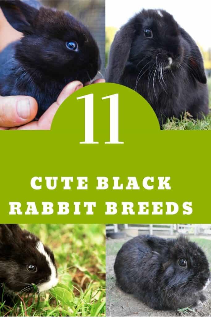 BLACK RABBIT BREEDS