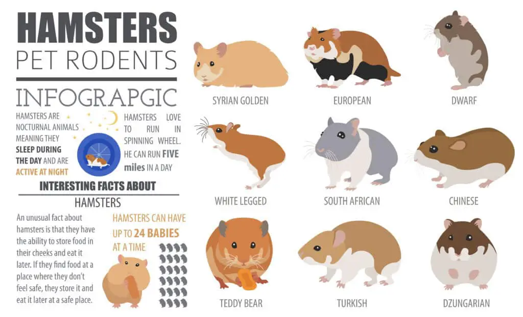 hamster facts