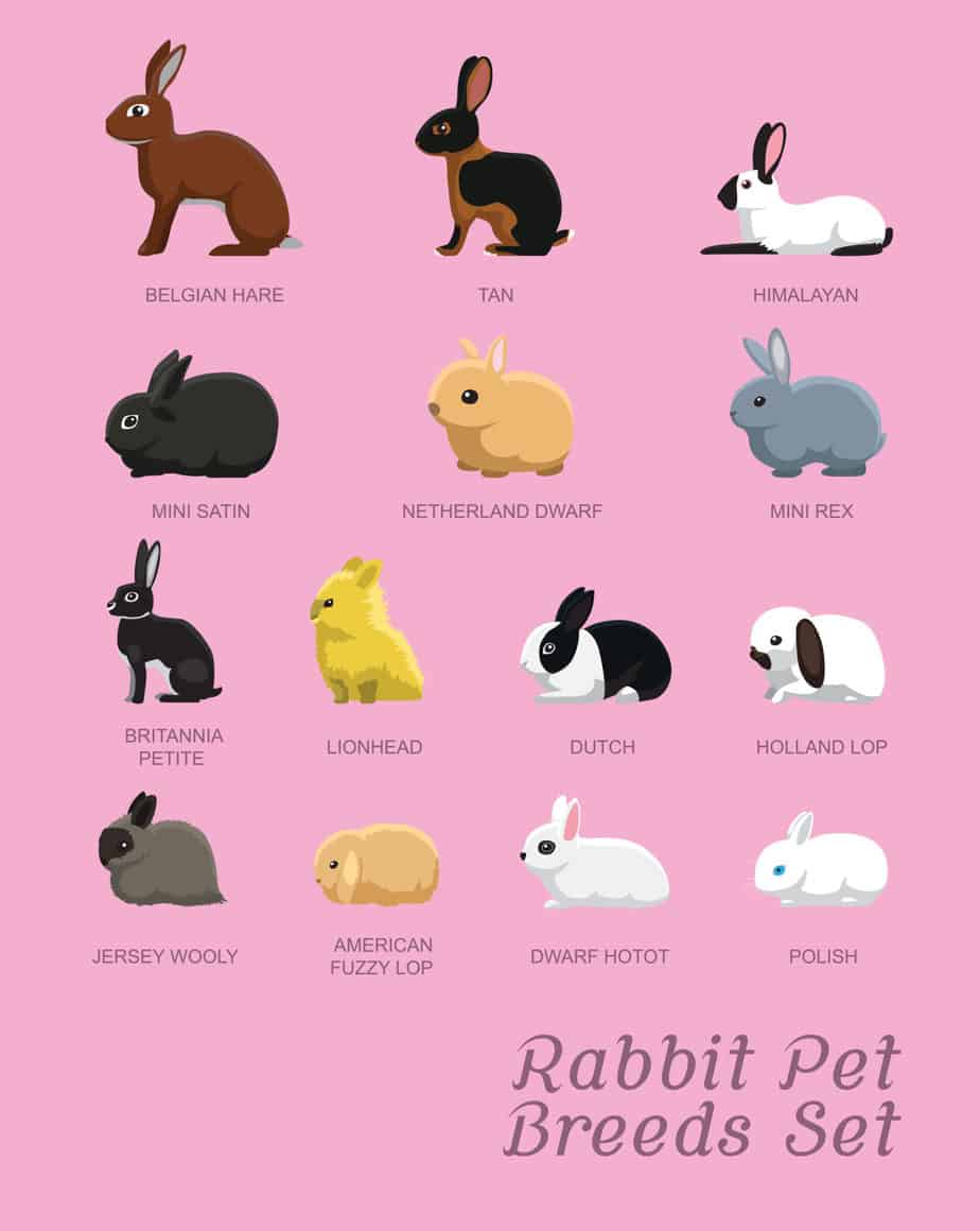 Черный кролик на английском. Тема кролик. Кролики породы мультяшки. Кролик Векторная Графика. Все породы кроликов по алфавиту рисунки.
