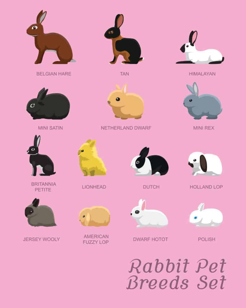 rabbit breeds