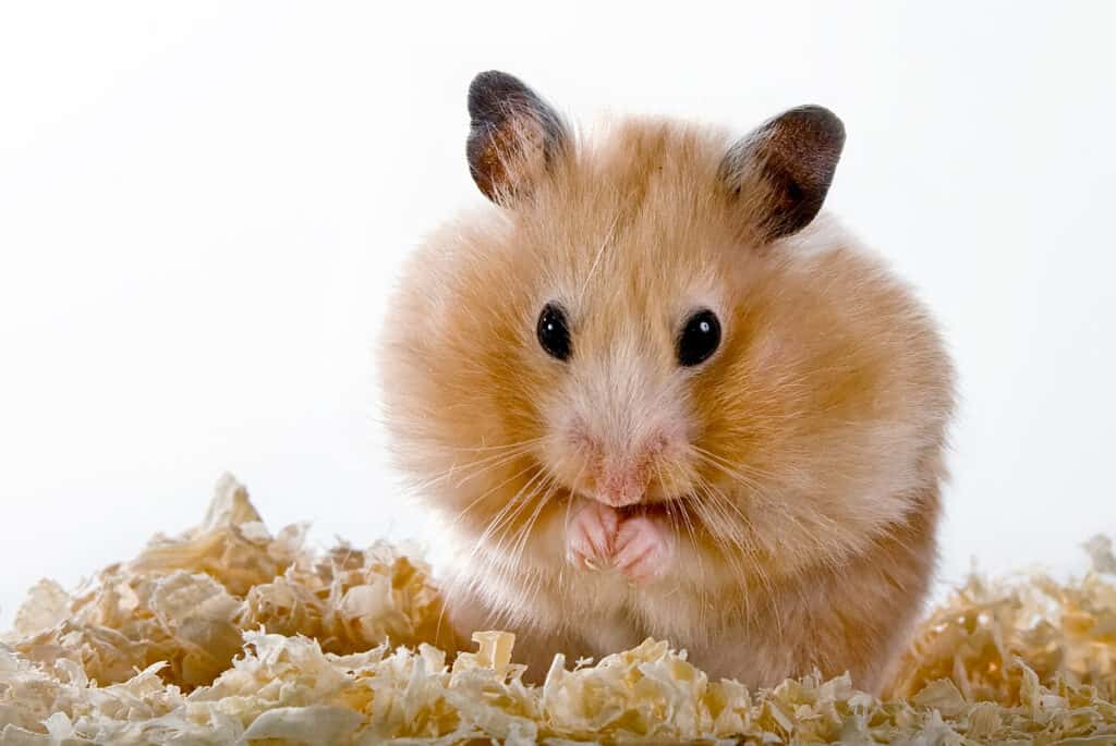 hamster